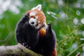 Red Panda Yawning in a tree